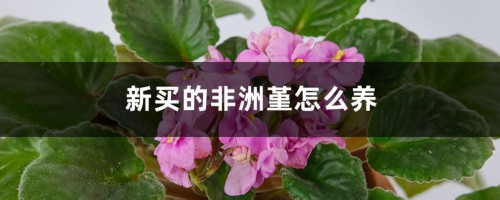 新买的非洲堇怎么养