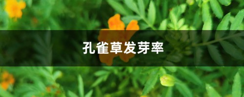 孔雀草发芽率，种子的生长过程