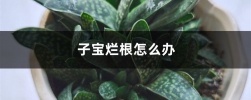 子宝烂根怎么办