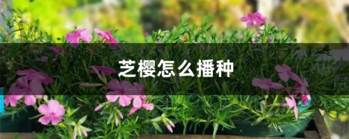 芝樱怎么播种